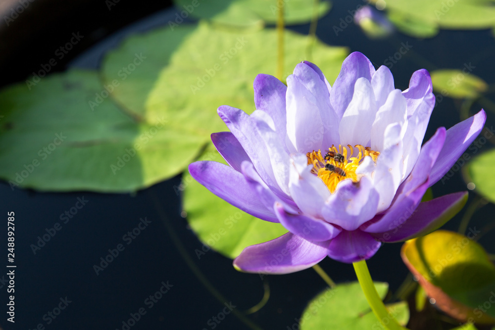 Beautiful violet water lily flower, lotus flower. Beautiful violet water lily flower, lotus flower.