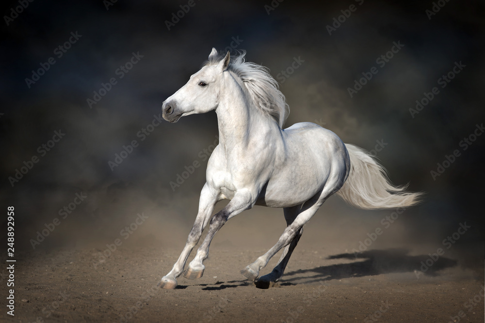 Stallion in motion in desert dust against dark background