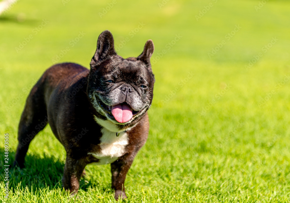 French Bulldog paying in grass field. Frenchie