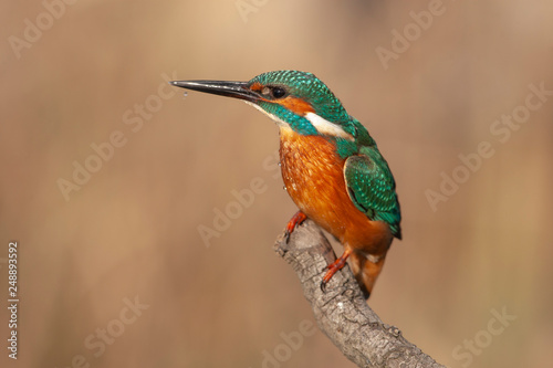 Common Kingfisher Birds © Ali Tellioglu