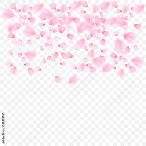 pink petals and flowers of cherry blossom isolated on transparent background. Falling blossom background. Vector