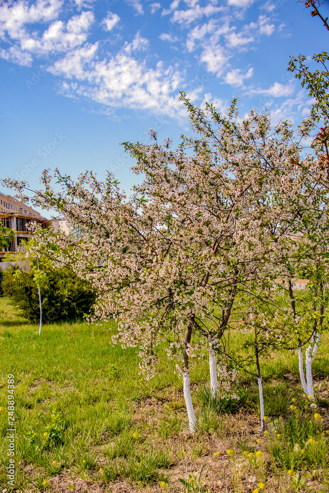 Obraz premium Цветущее дерево. Весна