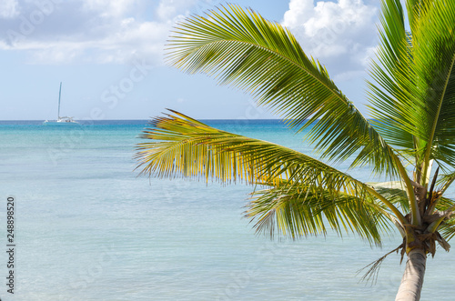 palmtree with sailboat in the distance