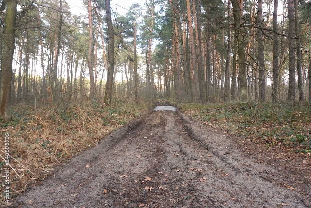 Fototapeta premium forest swamp road