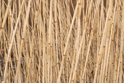 Dry Reeds In The Winter