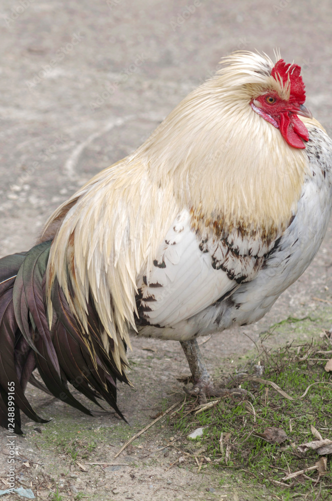 white feathers rooster, close-up