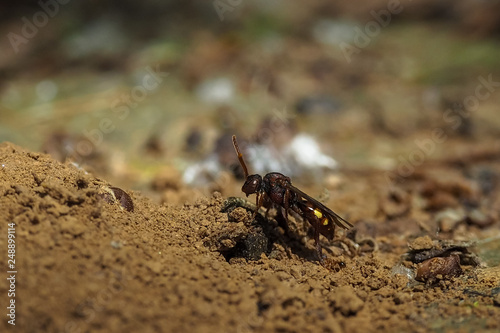 Wespenbiene © Robert Mertl