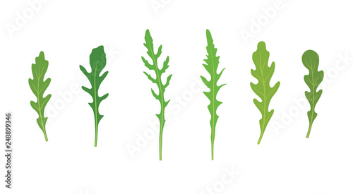 Set of arugula rucola, rocket salad fresh green leaves isolated over white background.