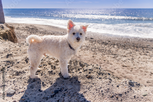 Little white poodle mix dog on beach