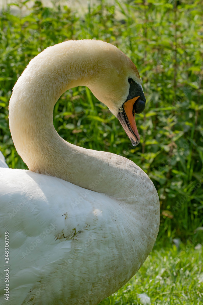 Fototapeta premium Schwan X