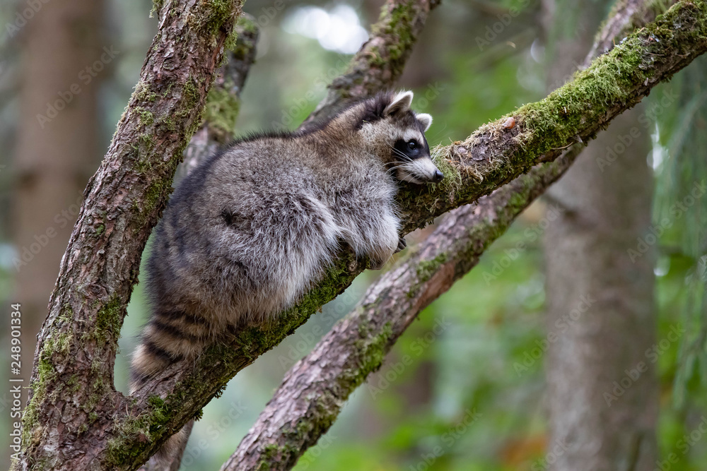 Obraz premium Waschbär einzeln V