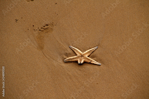 Estrella de mar