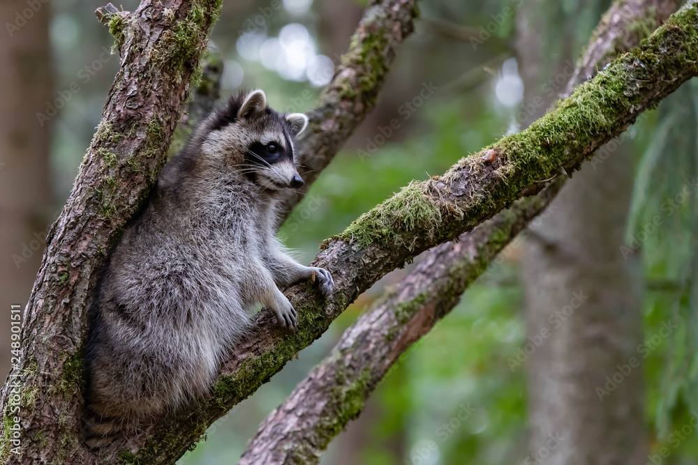 Naklejka premium Waschbär einzeln II