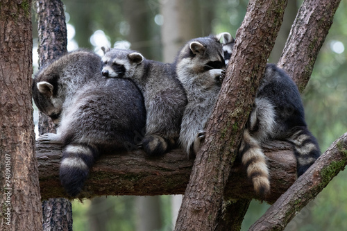 Racoon Group II