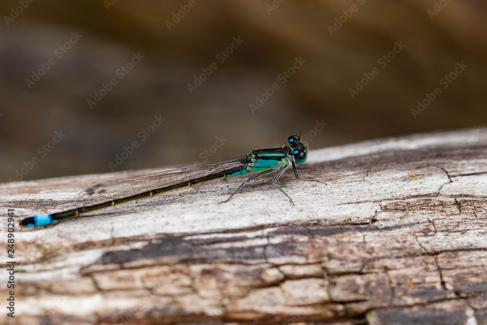 Dragonfly I Dragonfly I