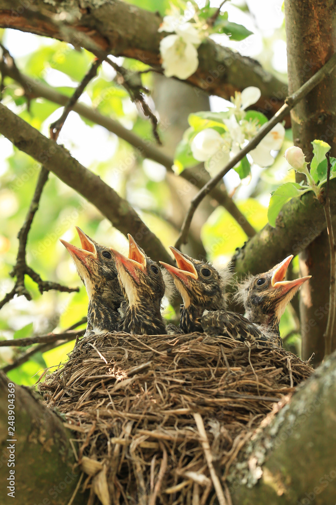 Baby birds in a nest on a tree branch. Chicks in spring in sunlight Baby birds in a nest on a tree branch. Chicks in spring in sunlight
