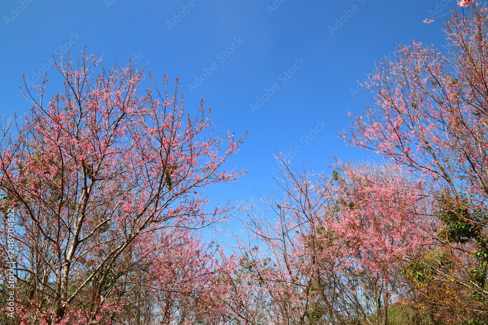 The beautiful field of blossoming pink wild Himalayan cherry flowers or Sakura of Thailand in Loei province with blue sky background