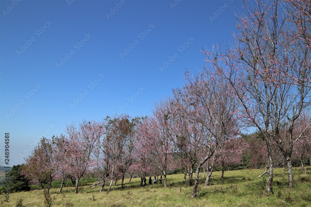 The beautiful field of blossoming pink wild Himalayan cherry flowers or Sakura of Thailand in Loei province with blue sky background