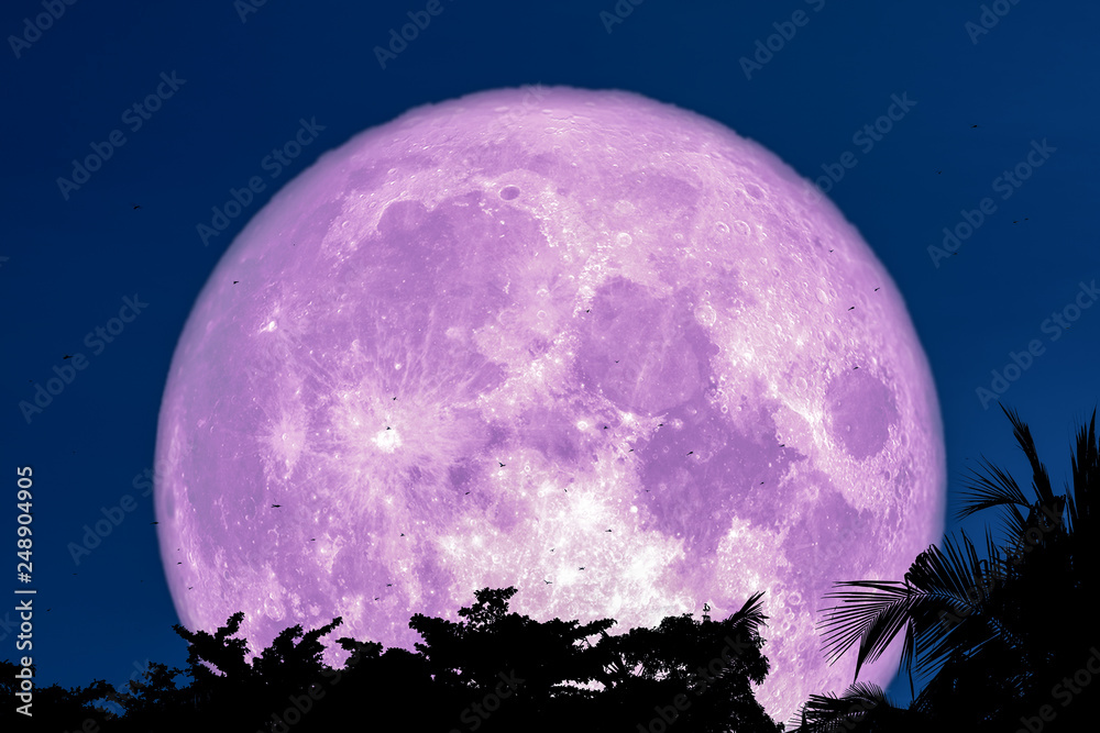 Obraz premium super purple moon dragen fly back silhouette tree plant and cloud on night sky