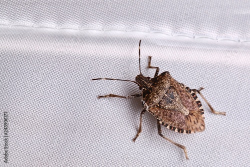 Cimice asiatica, Halyomorpha halys, photo