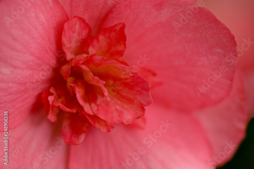 Fototapeta Naklejka Na Ścianę i Meble -  Red-flower-of-Begonia