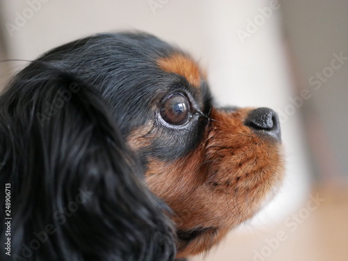 Fotografi Cavalier King Charles Spaniel als Porträt im Profil