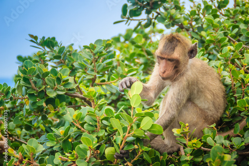 Cute monkey in a tree eating green leaves