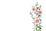 Arrangement With Pink Flowers On White Background