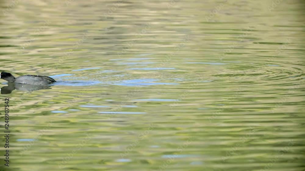 Coots swimming and feeding on lake Coots swimming and feeding on lake