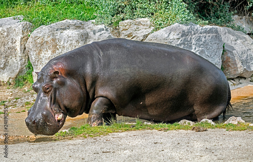 Hippopotamus male. Latin name - Hippopotamus amphibius