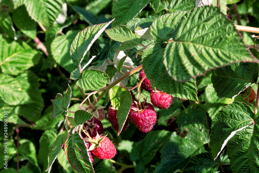Raspberry bush with red ripe raspberries Raspberry bush with red ripe raspberries