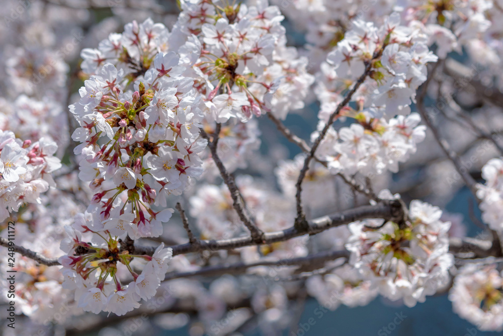 Close up full bloom beautiful pink cherry blossoms flowers ( sakura ) in springtime sunny day with soft natural background Close up full bloom beautiful pink cherry blossoms flowers ( sakura ) in springtime sunny day with soft natural background