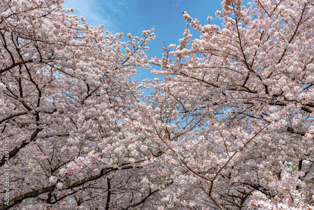 full bloom beautiful pink cherry blossoms flowers ( sakura ) in springtime sunny day with blue sky natural background full bloom beautiful pink cherry blossoms flowers ( sakura ) in springtime sunny day with blue sky natural background