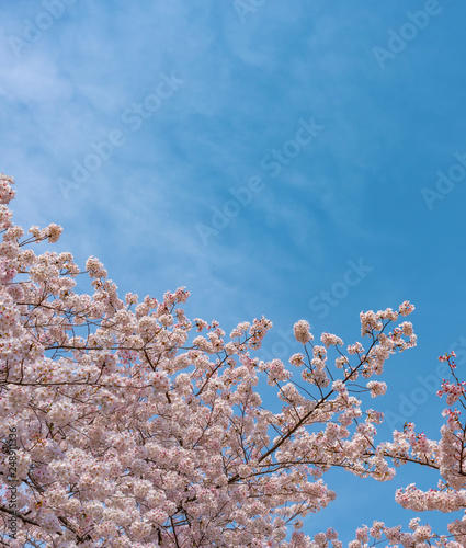full bloom beautiful pink cherry blossoms flowers   sakura   in springtime sunny day with blue sky natural background