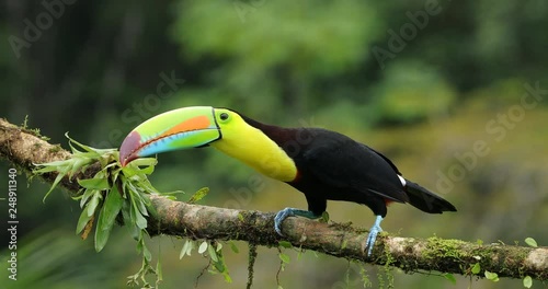 Toucan sitting on the branch in the forest, green vegetation, Panama. Nature travel in central America. Keel-billed Toucan, Ramphastos sulfuratus, bird with big bill. Wildlife Costa Rica.
