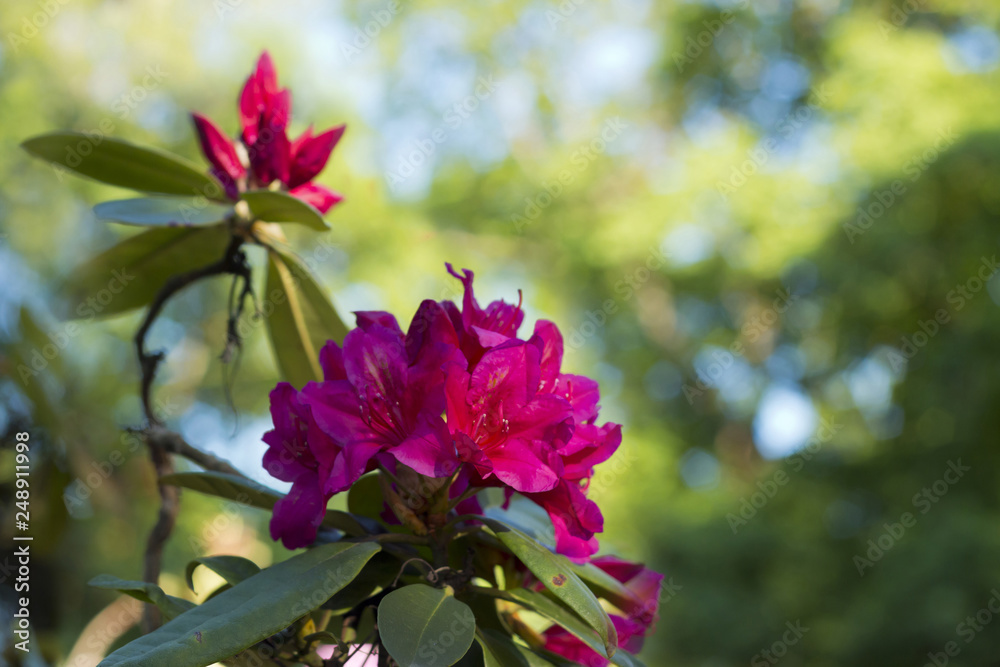 Time of azaleas bloom in the botanical garden. Time of azaleas bloom in the botanical garden.