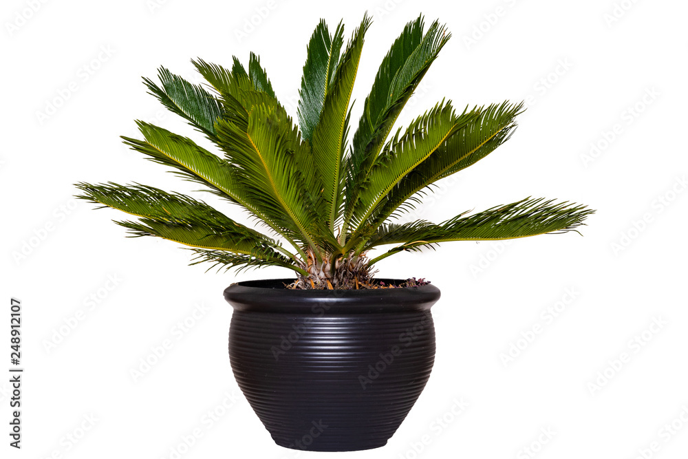 Palm background. Closeup of a palm in a decorative black ceramic pot isolated on a white background. Palm background. Closeup of a palm in a decorative black ceramic pot isolated on a white background.
