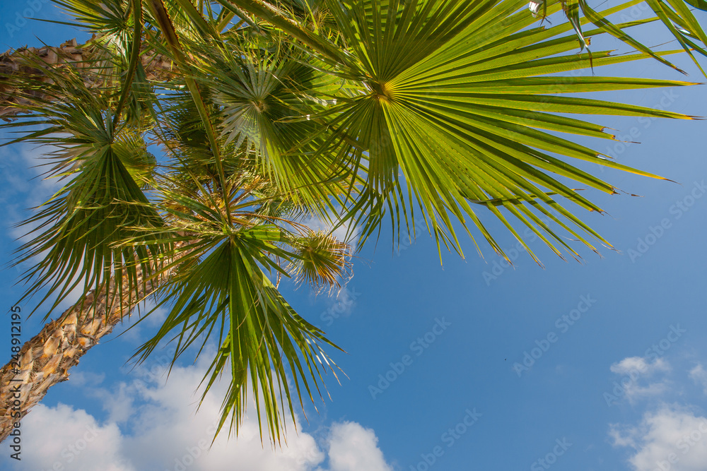 Beach with palm trees leaves and beautiful blue sky