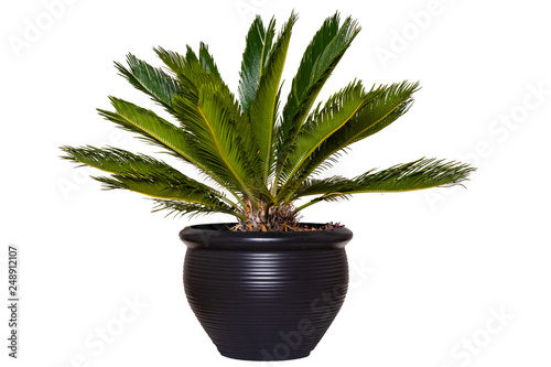 Palm background. Closeup of a palm in a decorative black ceramic pot isolated on a white background.