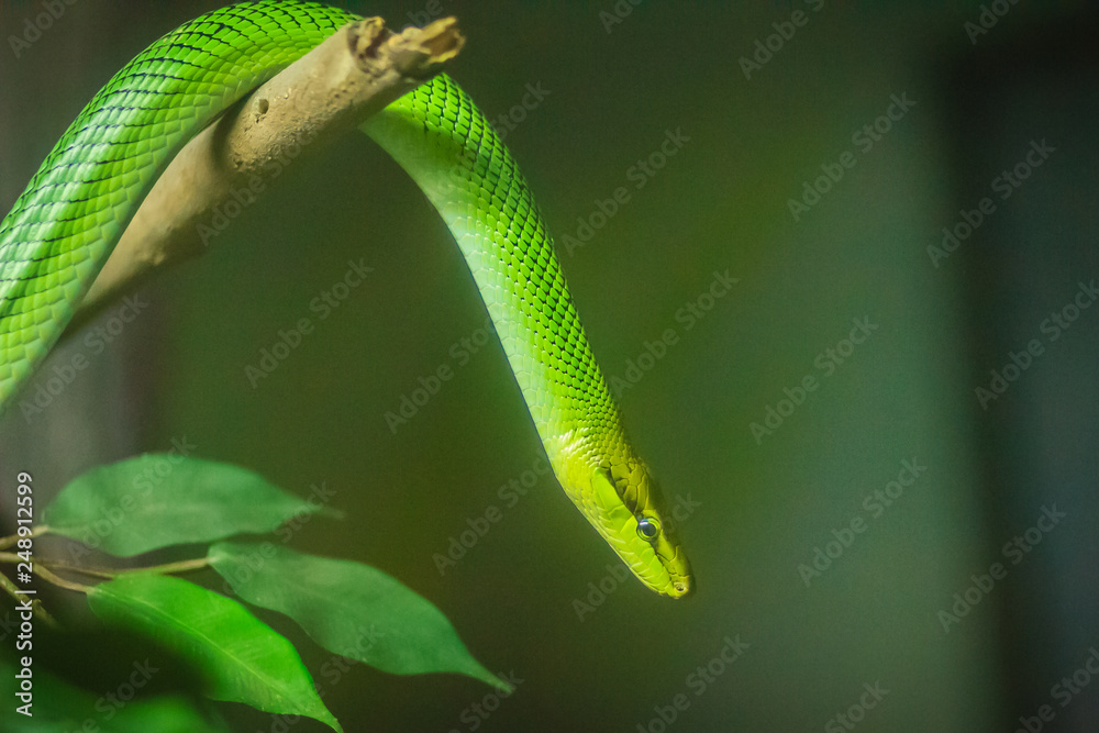 Obraz premium Red Tailed Green Rat Snake (Gonyosoma oxycephalum) on the branches in the backyard.
