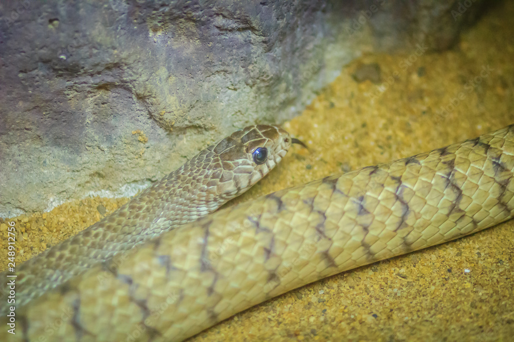 Fototapeta premium Ptyas mucosa snake. Ptyas is a genus of colubrid snakes. This genus is one of several colubrid genera colloquially called 
