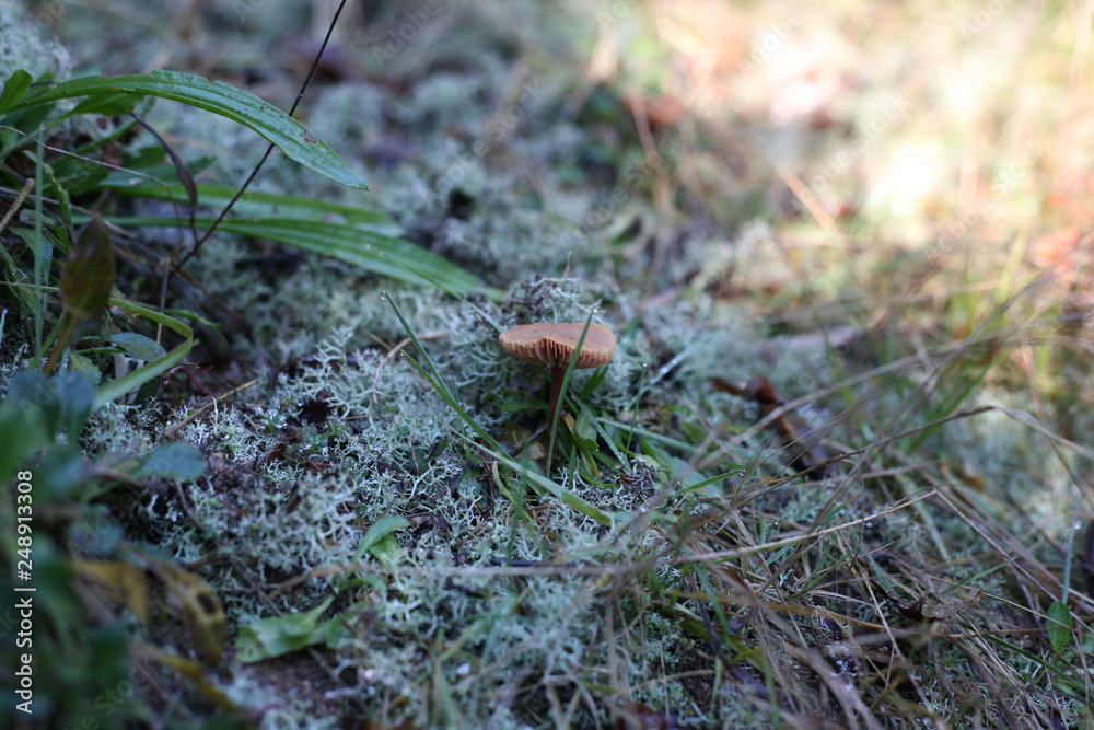 Mushroom Mushroom