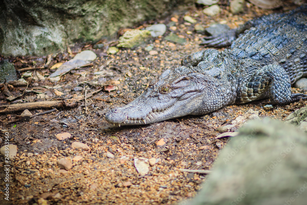 Obraz premium Siamese crocodile (crocodylus siamensis) conceal low on ground.