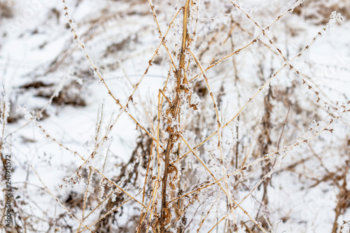 Dried wild field plants covered with frost, texture background