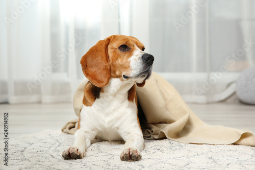 Funny beagle dog with blanket lying on rug indoors
