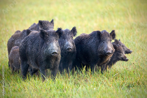 Fototapeta Naklejka Na Ścianę i Meble -  A herd of wild boars, sus scrofa, on a meadow wet from dew. Wild animals in nature early in the morning with moisture covered grass. Mammals in wilderness.