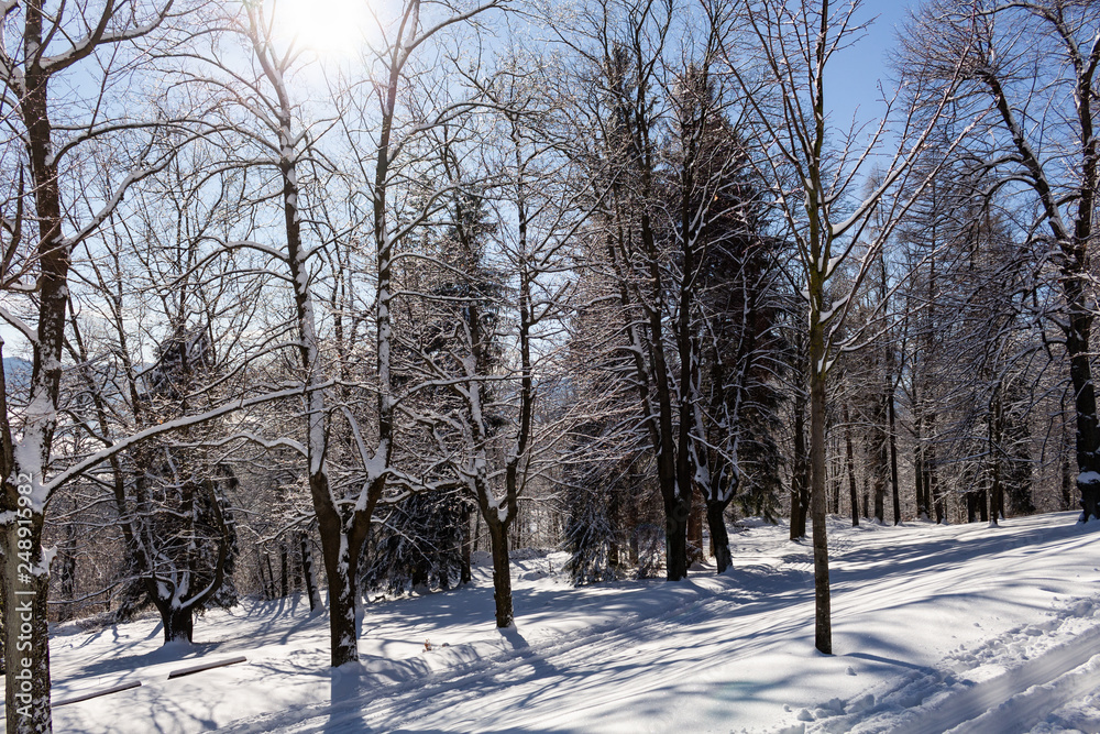 Sun-drenched winter landscape covered with snow on trees. Sun-drenched winter landscape covered with snow on trees.