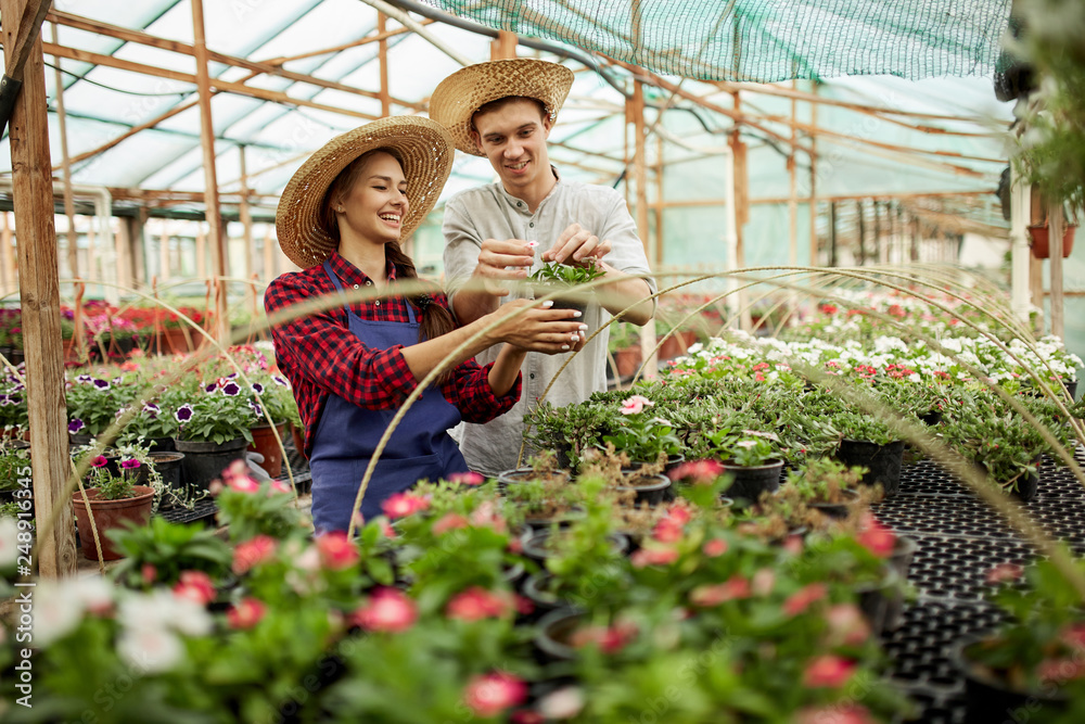 Guy and girl gardeners  in a straw hats choose pots with flower seedlings in greenhouse on a sunny day.