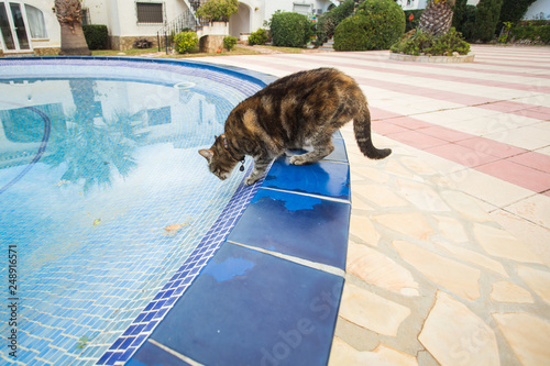 Cute cat drinking water from swimming pool photo