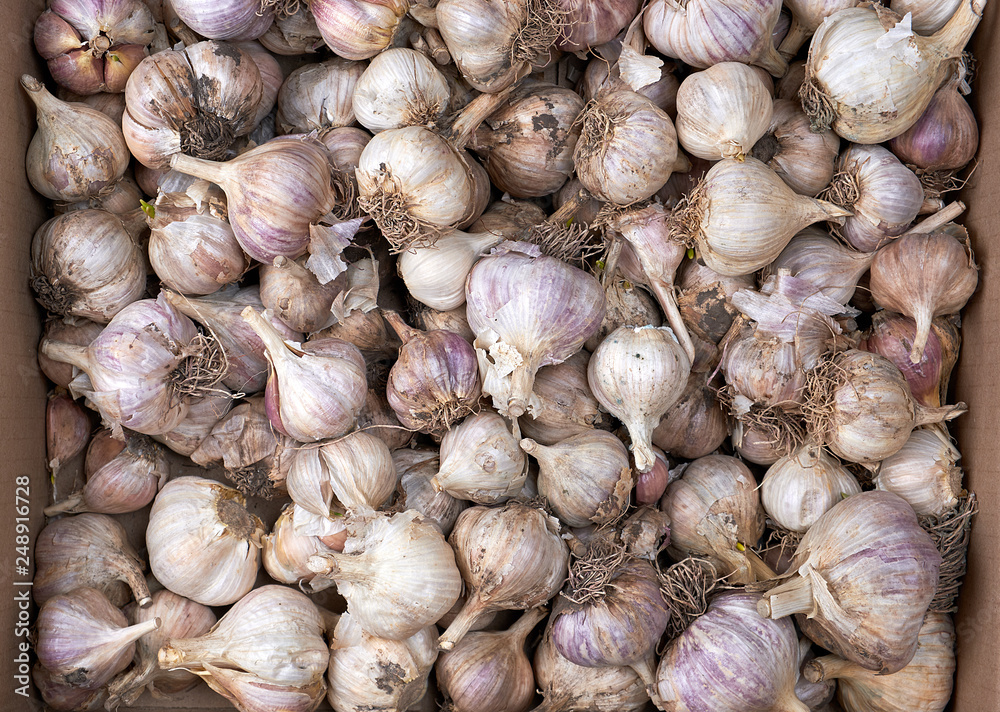 unpeeled fresh garlic fruit, full frame unpeeled fresh garlic fruit, full frame